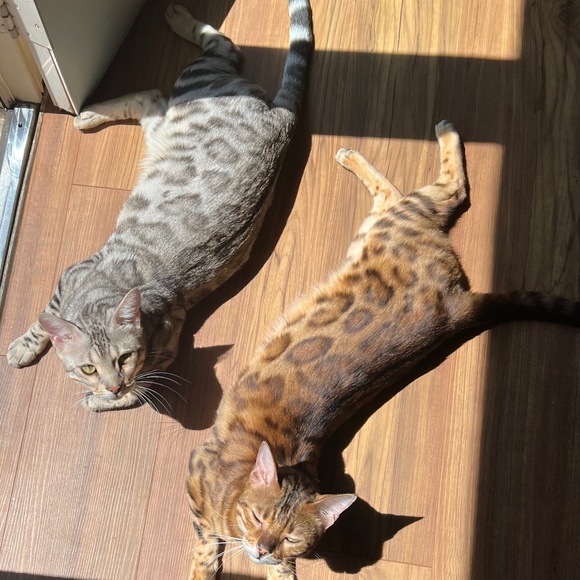 Meet your Posher, Robert - Picture 1 of 2